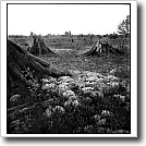 Stumps, Michigan's Upper Peninsula, Joshua Ivey Abitz, 2003