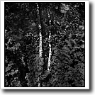 Highway trees, Joshua Ivey Abitz, 2004, 10 x 10 in. silver gelatin fiber based print